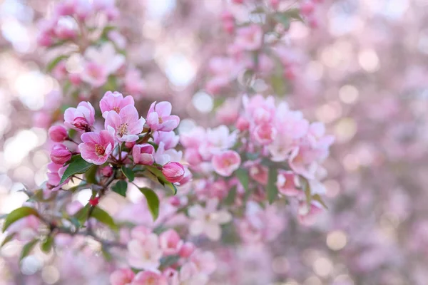 Manzano Que Florece Decorativo Fondo Floral Primavera Con Espacio Copia — Foto de Stock