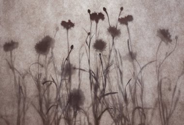 Soyut doğal arkaplan. Dokulu kumaşın arkasındaki yaban çiçeği siluetleri. Yaz ya da sonbahar konsepti.