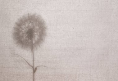 Karahindiba ile soyut nötr bir arkaplan. Hafif bir pamuk kumaşın arkasında karahindiba silueti. Yaz ya da sonbahar konsepti. Doğal ışık efektleri için gölge.