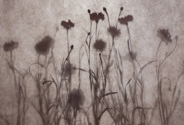 Abstracte Natuurlijke Achtergrond Wildflower Silhouetten Achter Getextureerde Stof Zomer Herfstconcept — Stockfoto