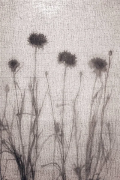 Soyut doğal arkaplan. Yaban çiçeği siluetleri hafif bir pamuk kumaşın arkasında. Yaz ya da sonbahar konsepti.