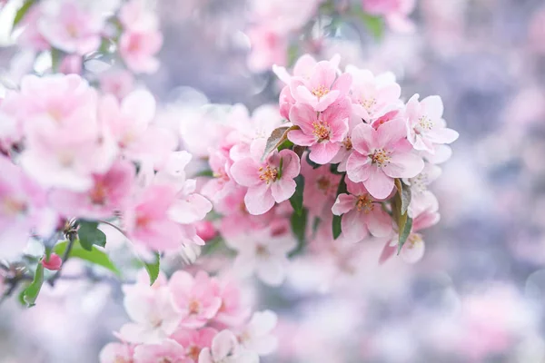 Fondo Floral Primavera Manzano Decorativo Floreciente — Foto de Stock