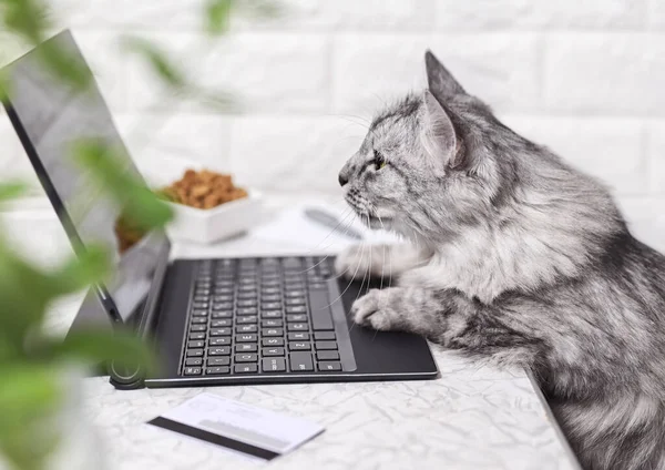 A gray cat works on a laptop, looks at the monitor. Paws on the keyboard, next to a credit card and dry cat food. The cat orders food online. Online shopping, work from home and freelance concept.