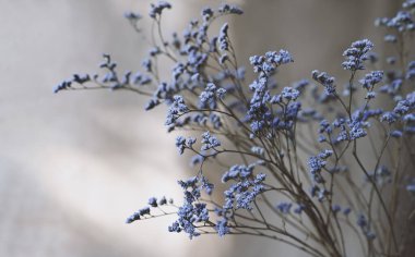 Soyut çiçek arkaplanı. Bej arka planda kuru bir bitkinin mavi çiçekleri. Doğal ışık, ev dekorasyonu, kopyalama alanı.