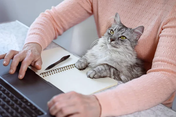 Mulher Madura Usando Laptop Casa Gato Senta Colo Bloco Notas — Fotografia de Stock