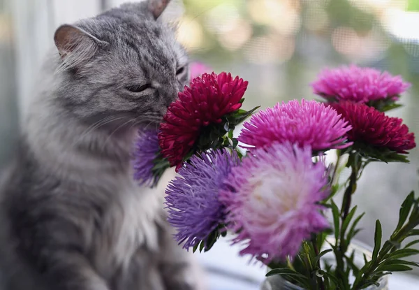 Pencere kenarında renkli asterlerden bir buket. Gri kedi çiçek kokusu alır. Pencerenin üzerinde bir sivrisinek ağı var. Sığ alan derinliği.