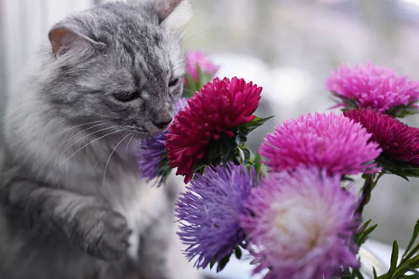 Bouquet Colorful Asters Windowsill Gray Cat Smells Flowers Mosquito Net — Stock Photo, Image