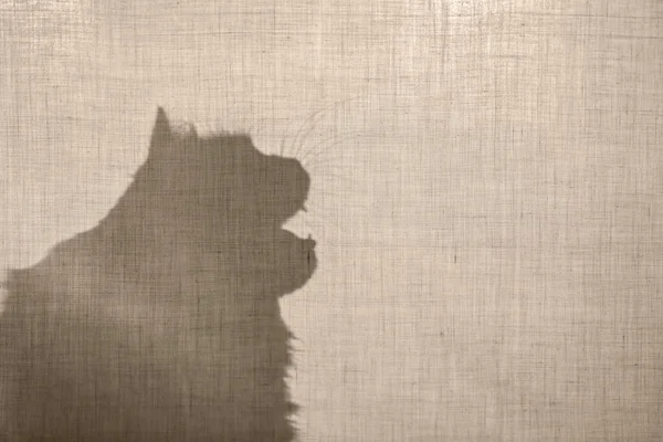 Abstraktní Pozadí Mňoukající Kočka Béžovou Bavlněnou Látkou Stín Silueta Kočky — Stock fotografie
