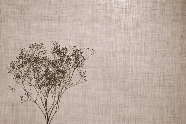 Soyut nötr arkaplan, minimalizm. Pamuk kumaşın arkasında kurumuş bitkiler. Gölgeler, bej arkaplandaki bitkilerin siluetleri.