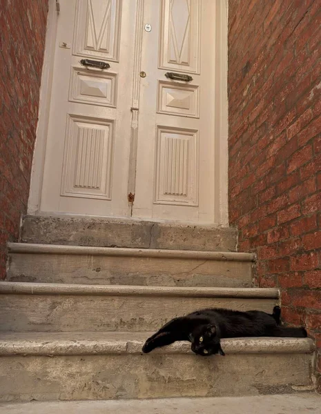 Černá Kočka Ležící Schodech — Stock fotografie