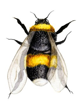 Beyaz arka planda elle boyanmış suluboya arı