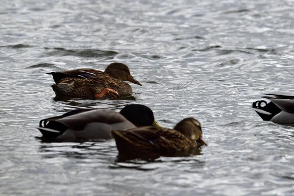 Anatre Dalla Coda Riccia Galleggianti Lago — Foto Stock