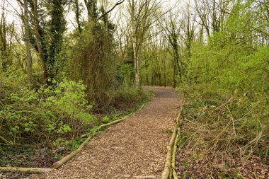 Ormanda gözden uzak bir patika.