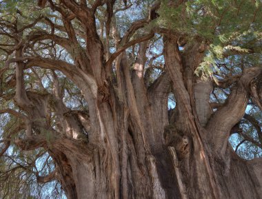 Oaxaca Meksika 'da bir ağaç gövdesi, turistik bir yer, yazın mavi gökyüzü, hiç insan yok.