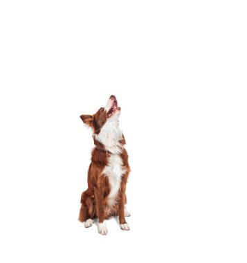 Kahverengi ve beyaz renkteki çoban köpekleri, mutlu ve aç bir ifadeyle başlarını kaldırıp bakıyorlar, insanlar yok.