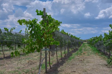 vineyard view of mexican grape plant during a harvest day with green grapes, no people