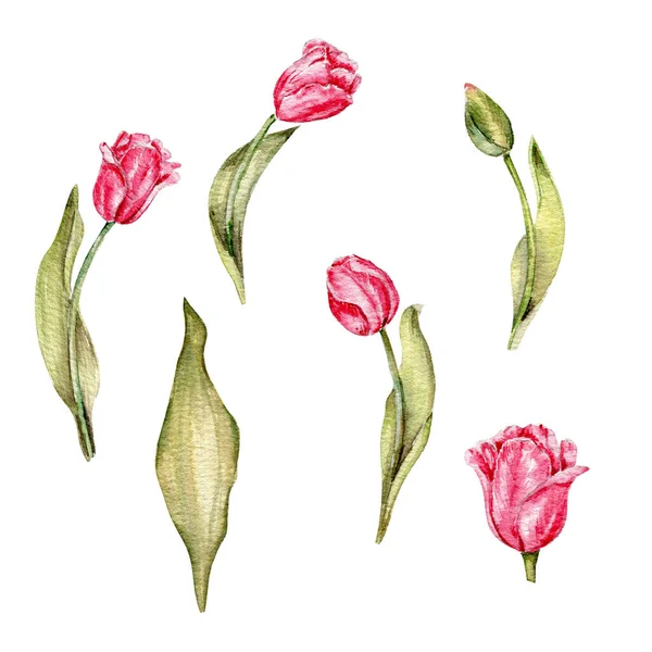 Acuarela Set Rosa Para San Valentín Dulces Hojas Tulipán Corazones — Vector de stock