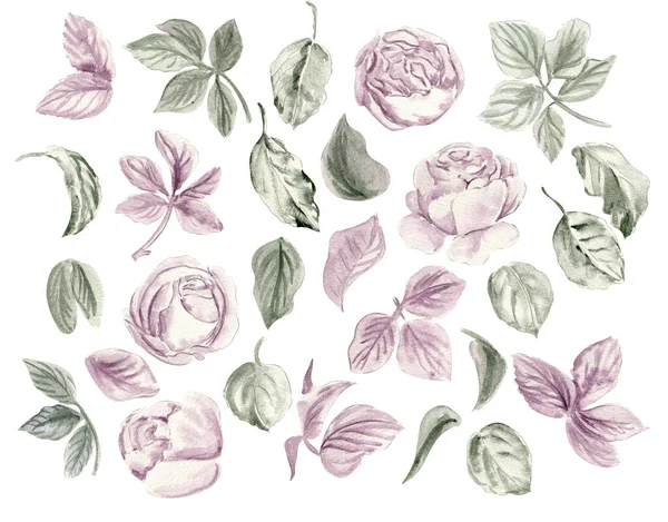 Set Fiori Acquerello Rosa Foglie — Vettoriale Stock