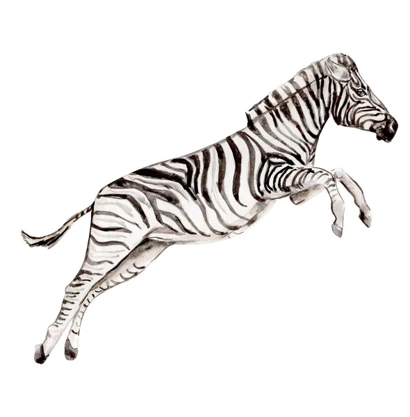 Zebra Nera Bianca Disegnata Mano Animali Tropicali — Vettoriale Stock