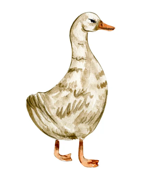 Hand Drawn Watercolor Goose Farm Animals — Wektor stockowy