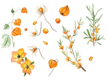 Bir set bitki özü ve yaban gülü