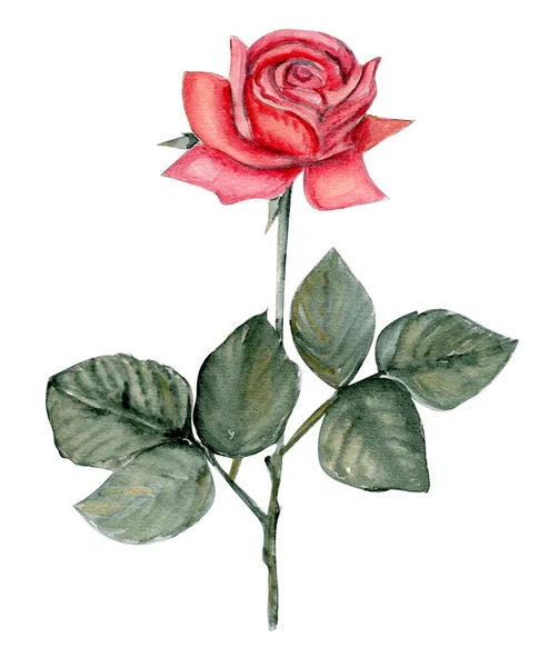 Handgezeichnete Rose Blühende Rosa Rose — Stockvektor