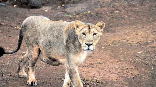 Lioness Gir Forest State Gujarat India Watches Bus Load Tourists — Fotografia de Stock