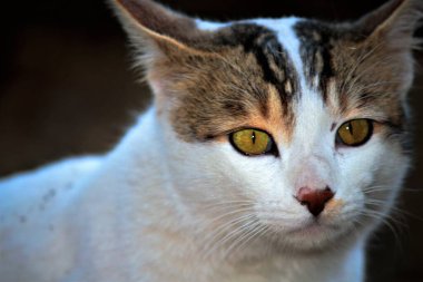 Bir kedi kafasının yakın portresi.