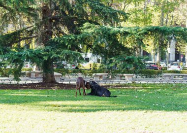 Köpekler parkta mutlu oynuyorlar.
