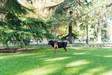 Köpekler parkta mutlu oynuyorlar.