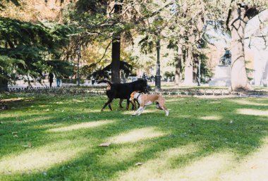 Köpekler parkta mutlu oynuyorlar.