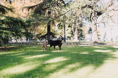Köpekler parkta mutlu oynuyorlar.