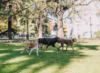 Köpekler parkta mutlu oynuyorlar.