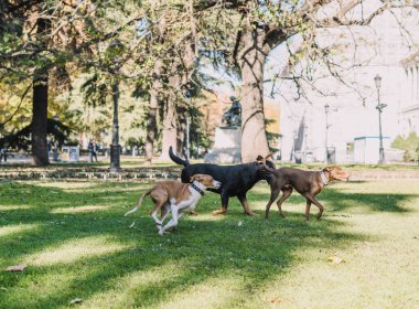 Köpekler parkta mutlu oynuyorlar.