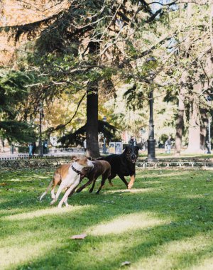 Köpekler parkta mutlu oynuyorlar.