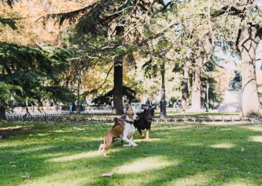 Köpekler parkta mutlu oynuyorlar.