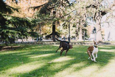 Köpekler parkta mutlu oynuyorlar.