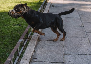 Köpekler parkta mutlu oynuyorlar.