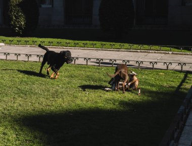 Köpekler parkta mutlu oynuyorlar.