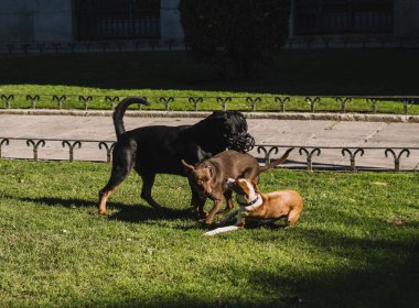 Köpekler parkta mutlu oynuyorlar.