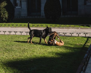 Köpekler parkta mutlu oynuyorlar.