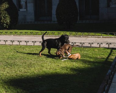 Köpekler parkta mutlu oynuyorlar.