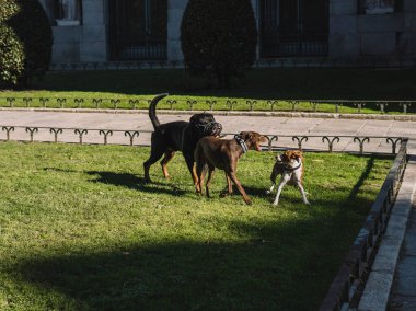 Köpekler parkta mutlu oynuyorlar.
