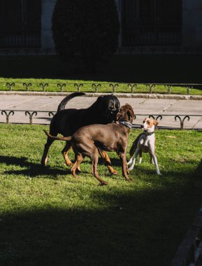 Köpekler parkta mutlu oynuyorlar.