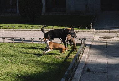 Köpekler parkta mutlu oynuyorlar.