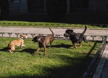 Köpekler parkta mutlu oynuyorlar.