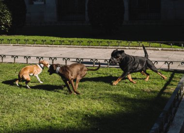 Köpekler parkta mutlu oynuyorlar.