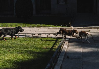 Köpekler parkta mutlu oynuyorlar.