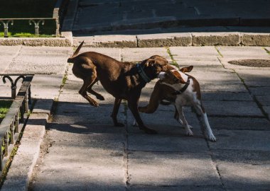Köpekler parkta mutlu oynuyorlar.