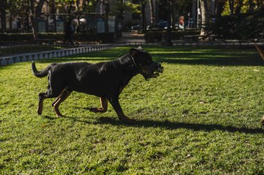 Köpekler parkta mutlu oynuyorlar.